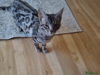 Bengal cats - Advert 21