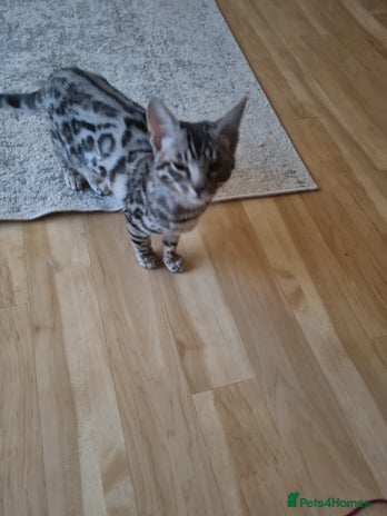 Bengal cats - Advert 15