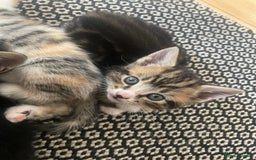 Mixed Breed cats for sale: 6 kittens for sale  - Image 11