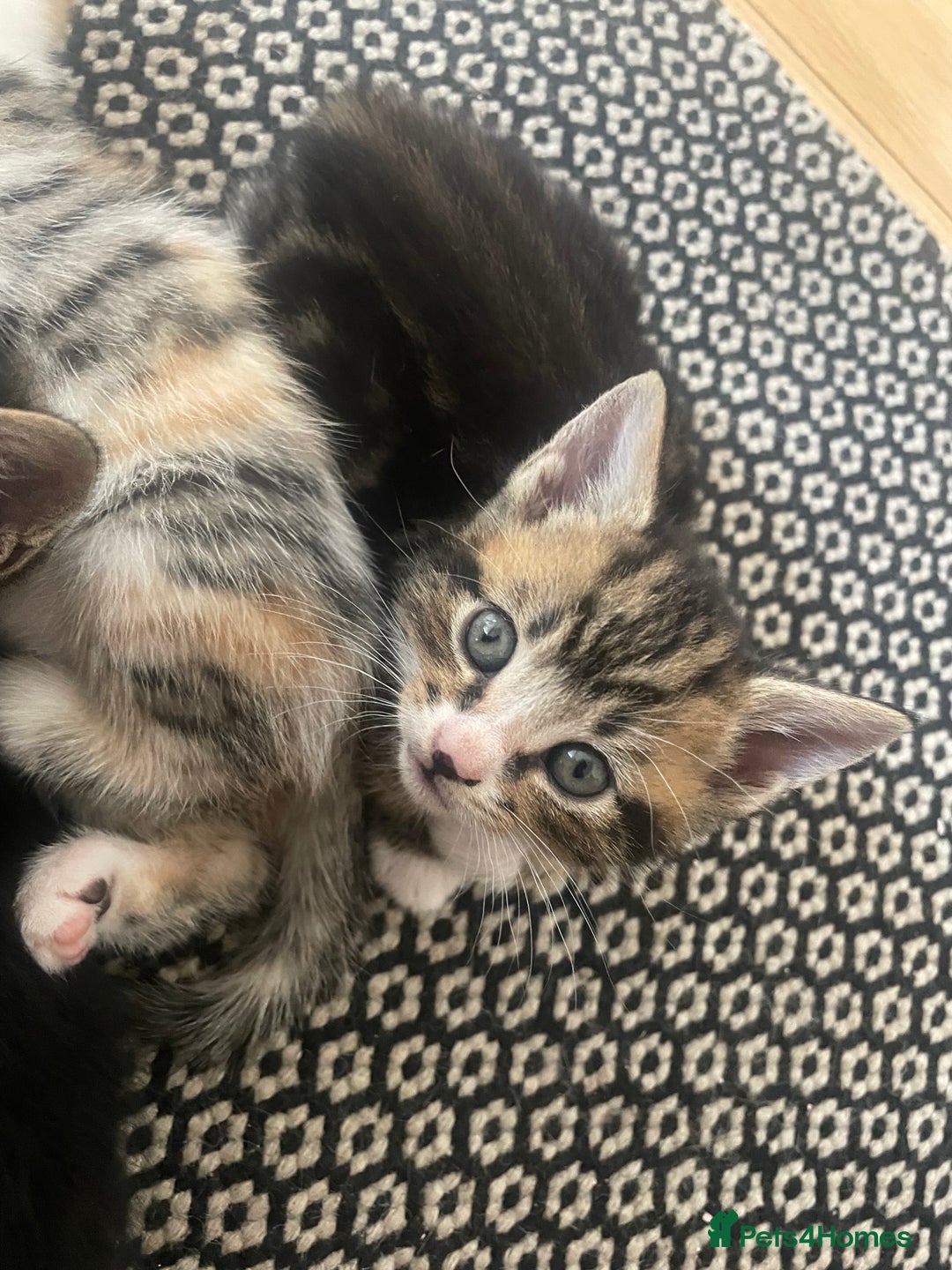 Mixed Breed cats for sale: 6 kittens for sale  - Image 11