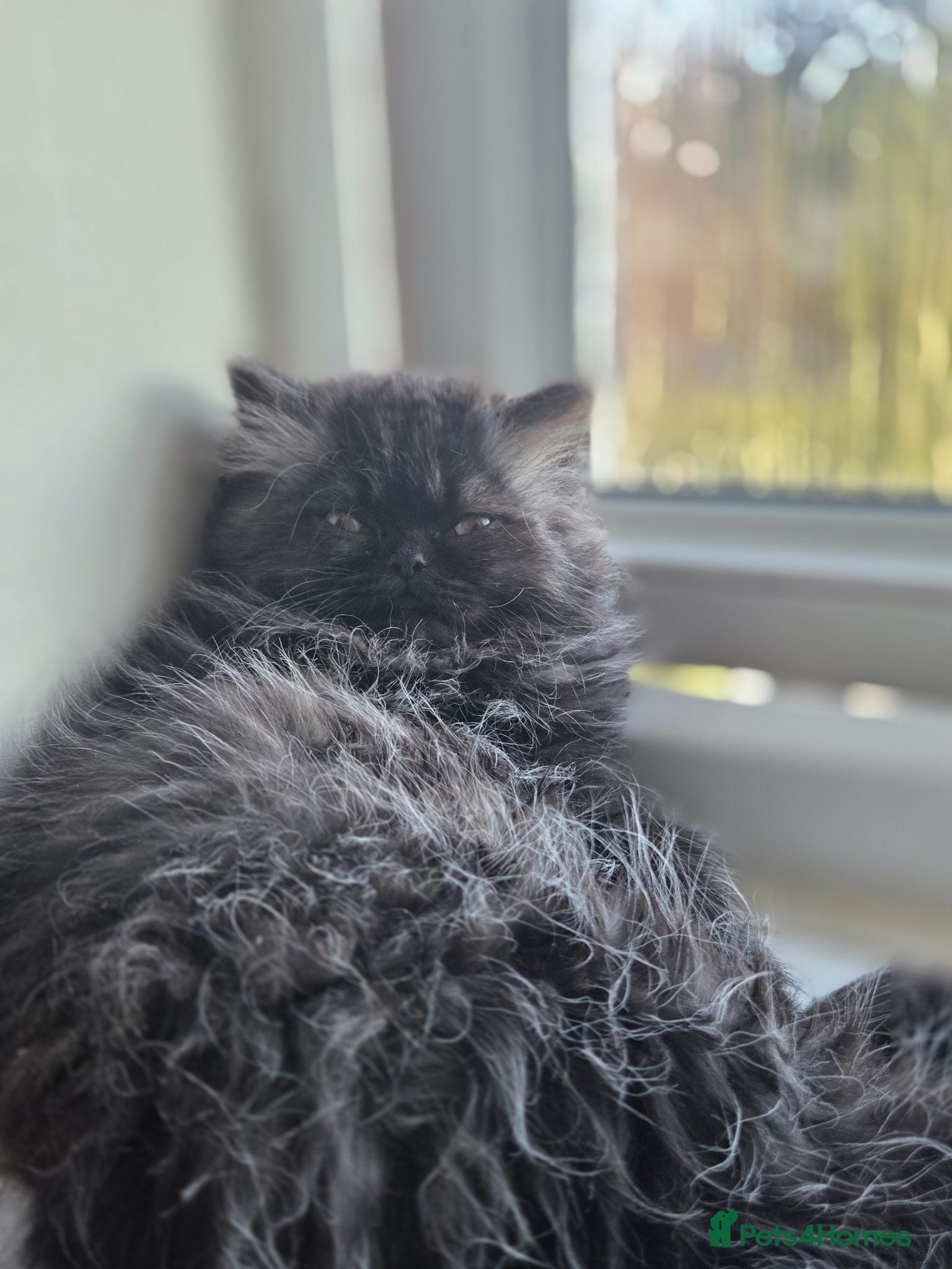 Persian cats Two Beautiful Persian male kittens ready to go - Advert 5