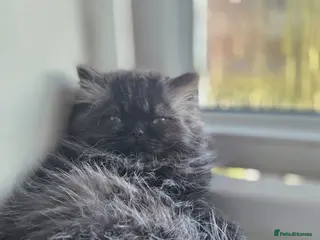 Persian cats Two Beautiful Persian male kittens ready to go - Advert 5
