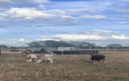 Goats livestock for sale: Young Pygmy Goats 1 x female 1x wether in Huntingdon - Image 3