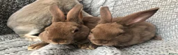 Rex rabbits for sale: Beautiful velvet mini Rex & Rex rabbits - Advert 11