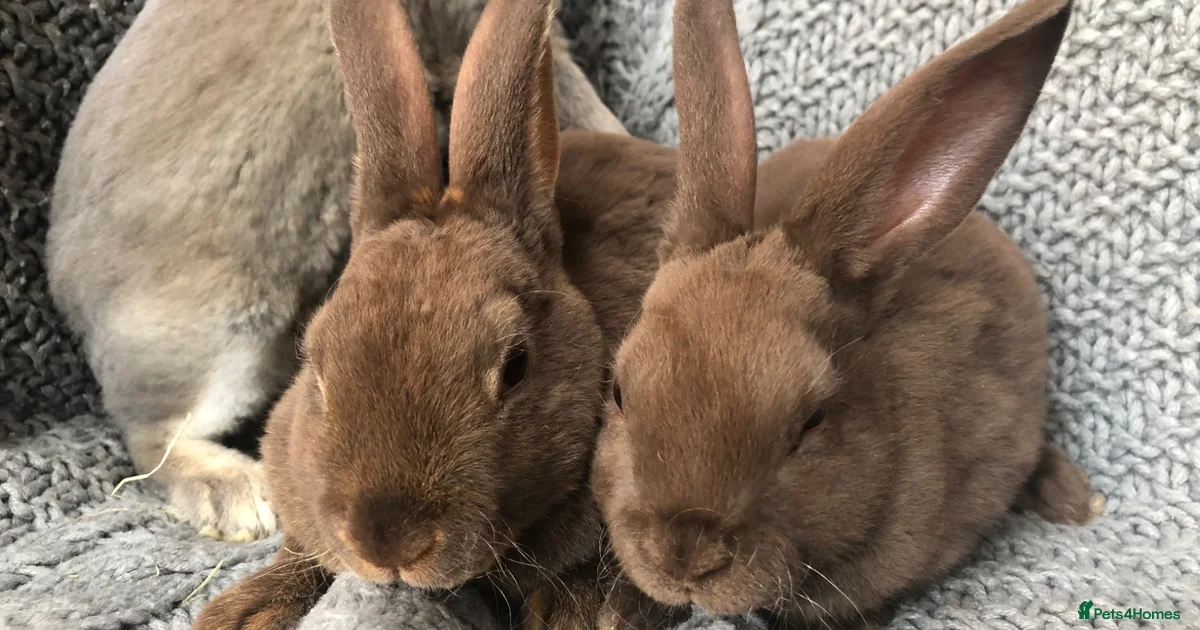 Rabbits for sale in Whitchurch, Shropshire | Pets4Homes