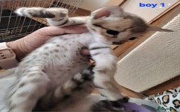 Savannah cats for sale: Savannah SBTF6 cubs with Serval traits stunning - Advert 6