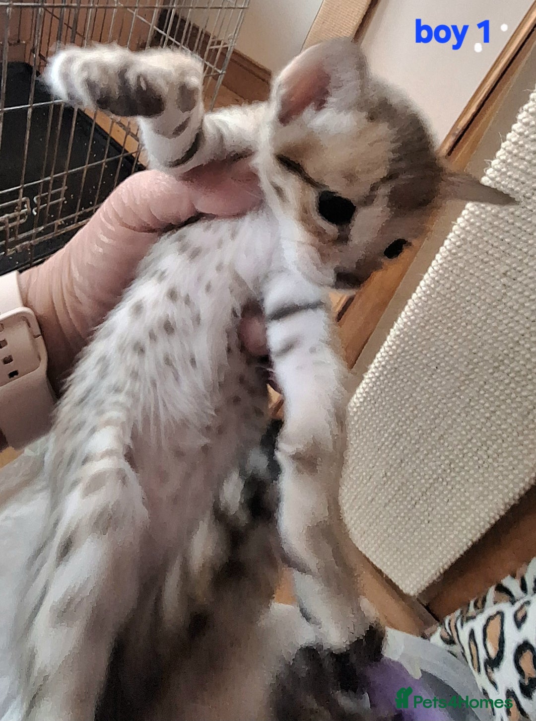 Savannah cats for sale: Savannah SBTF6 cubs with Serval traits stunning - Advert 6