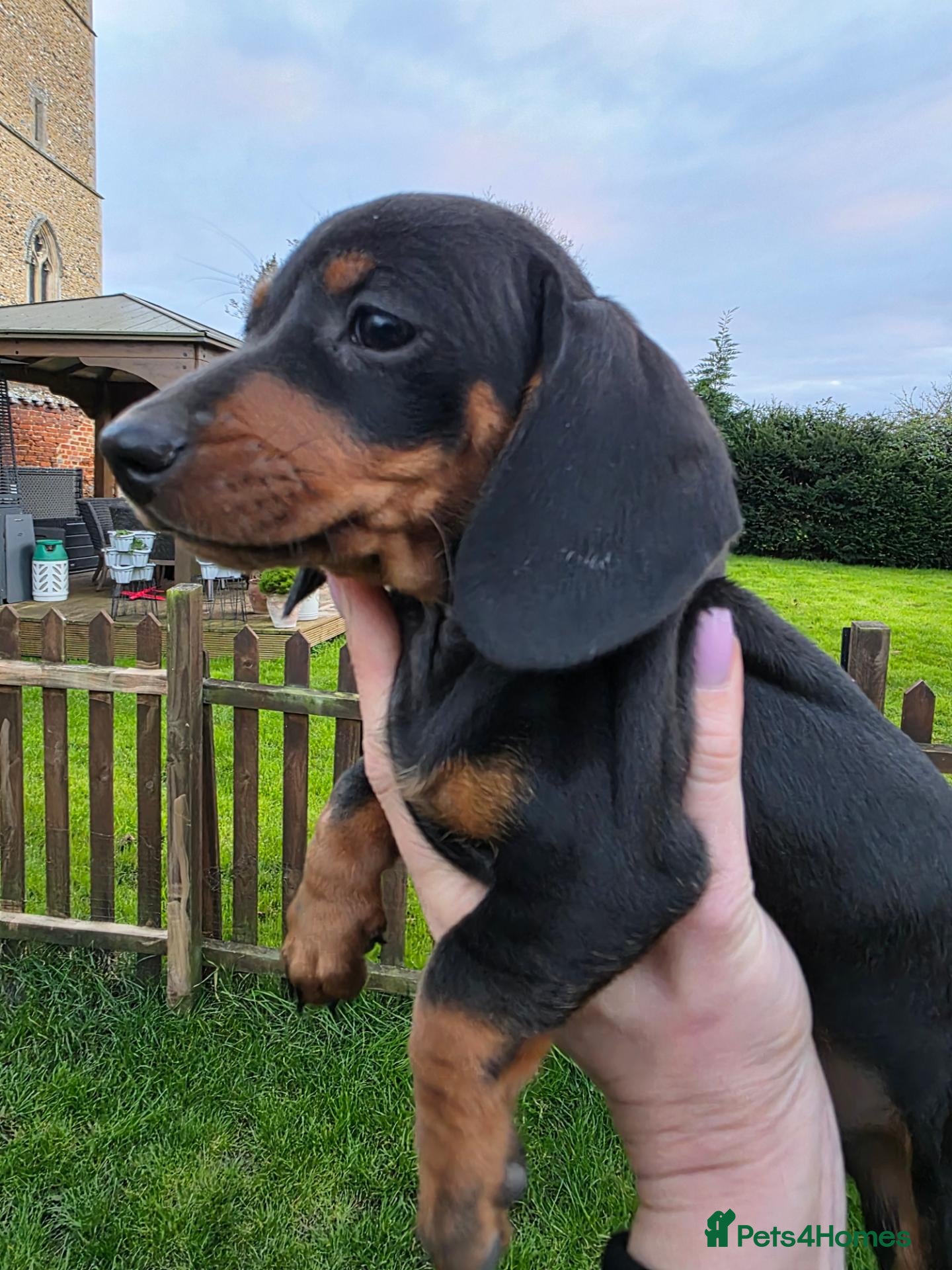 Dachshund dogs KC reg Standard Dachshund Puppies - Advert 1