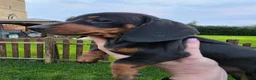Dachshund dogs for sale: KC reg Standard Dachshund Boy - Advert 1