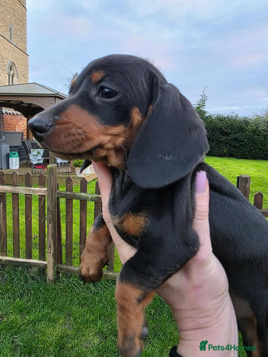 Dachshund dogs for sale: KC reg Standard Dachshund Boy - Advert 1