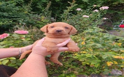 Labrador Retriever dogs for sale: Health Tested Fox Red Puppies for Sale - Image 15