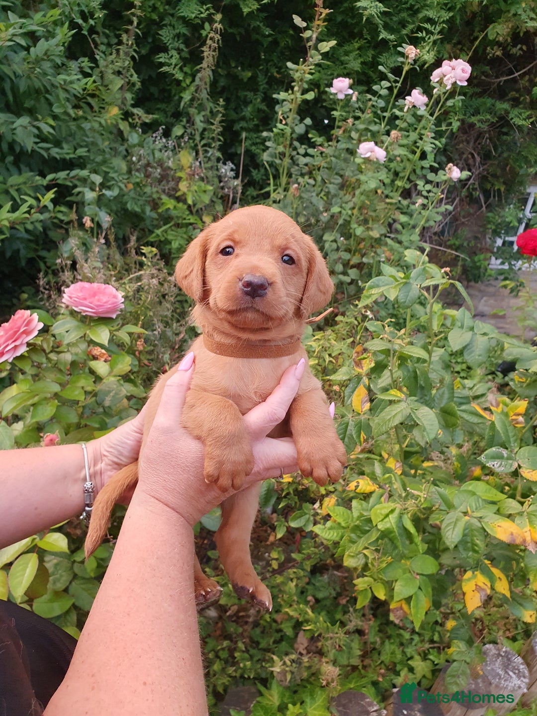 Labrador Retriever dogs for sale: Health Tested Fox Red Puppies for Sale - Image 15