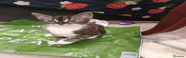 Mixed Breed Kitten 3