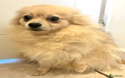 Pomeranian dogs for sale: Lovely mixed grey pomeranian male - Image 7