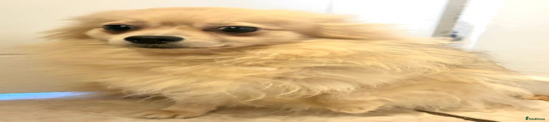 Pomeranian Puppy 2