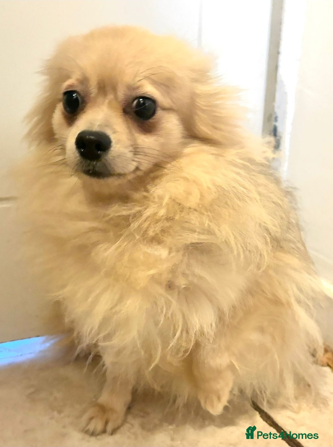 Pomeranian dogs for sale: Lovely mixed grey pomeranian male - Image 7