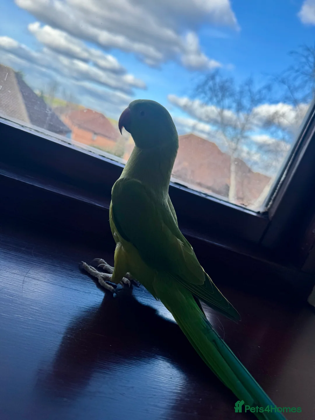 Ringnecks birds for sale: Indian ring neck FEMALE  - Advert 14