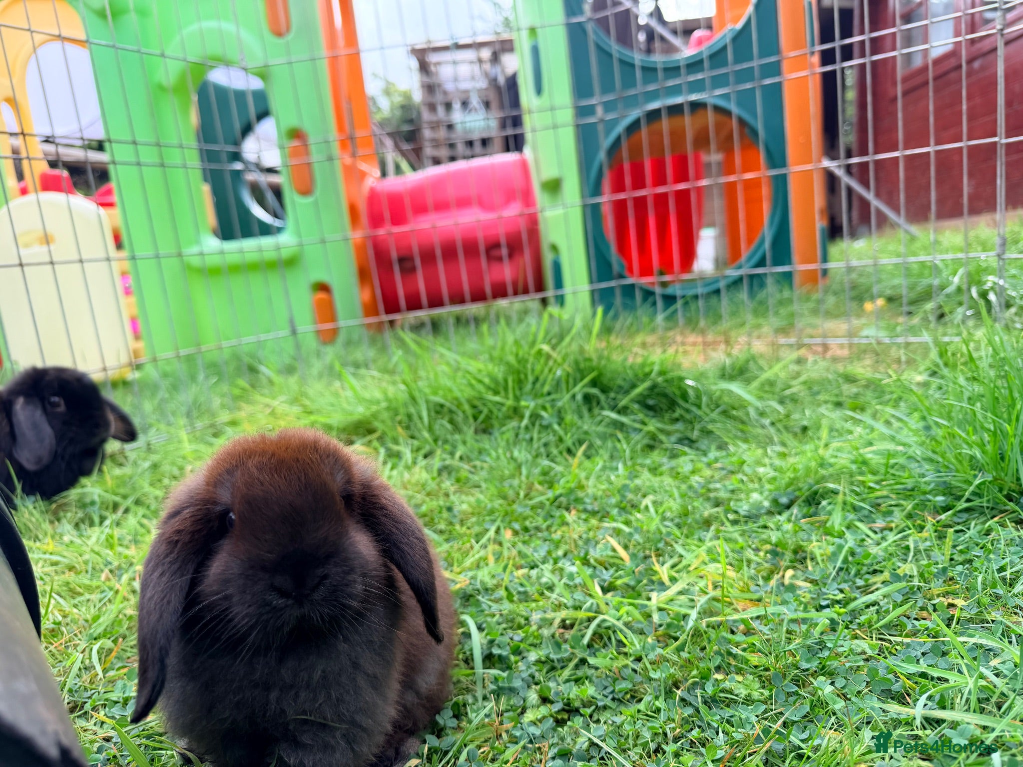 Mini Lop rabbits Mini Lop Bunnies - Advert 2