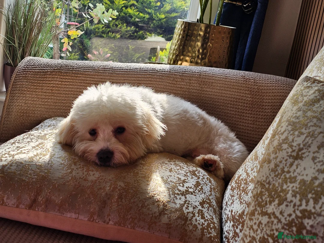 Shih Tzu dogs for sale: 10 month shih tzu puppy for sale in Falkirk - Advert 2