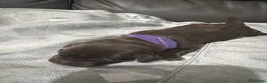 Labrador Retriever purple collar