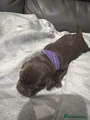 Labrador Retriever purple collar