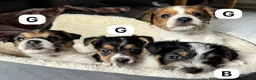 Jack Russell dogs for sale: Jack Russell pups £675 in Denbigh - Advert 2