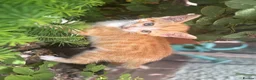 European cats for sale: Beautiful colourful kittens - Advert 20