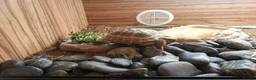Tortoise reptiles for sale: 12 years old  male horsefield in Sheffield - Advert 2