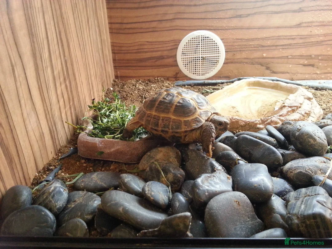 Tortoise reptiles for sale: 12 years old  male horsefield in Sheffield - Advert 2