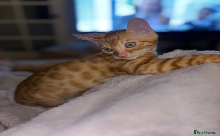 Bengal cats - Advert 13