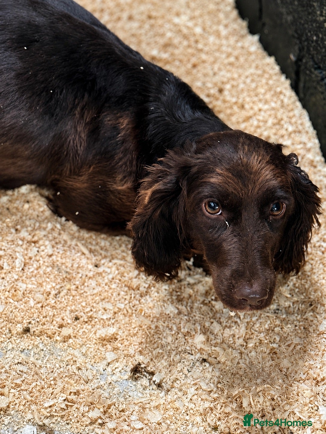 Mixed Breed dogs Aussie x Cocker “Auckers” Puppies - Advert 2
