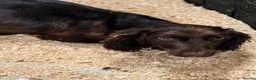 Mixed Breed dogs for sale: Aussie x Cocker Puppies “Auckers” - Advert 3