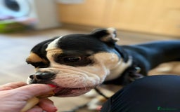 Old Tyme Bulldog dogs for adoption: Kali - Needs a foster or fva home :-) - Image 5
