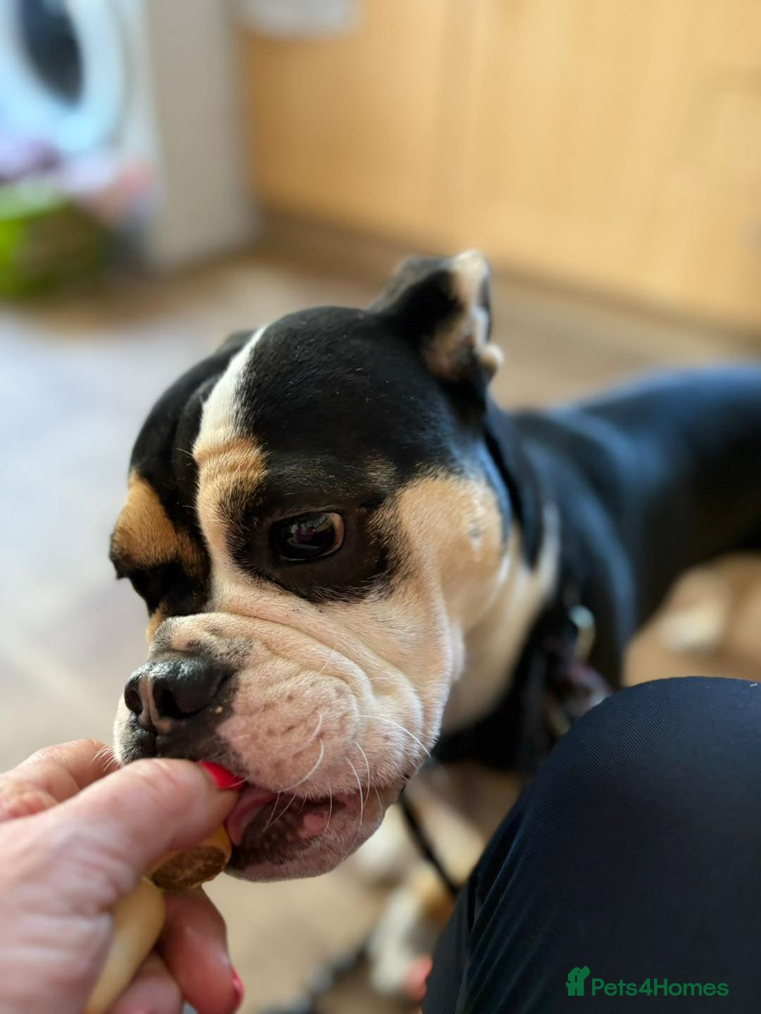 Old Tyme Bulldog dogs for adoption: Kali - Needs a foster or fva home :-) - Image 5