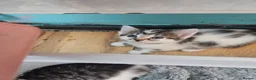 Mixed Breed cats for sale: Beautiful kittens  - Advert 16