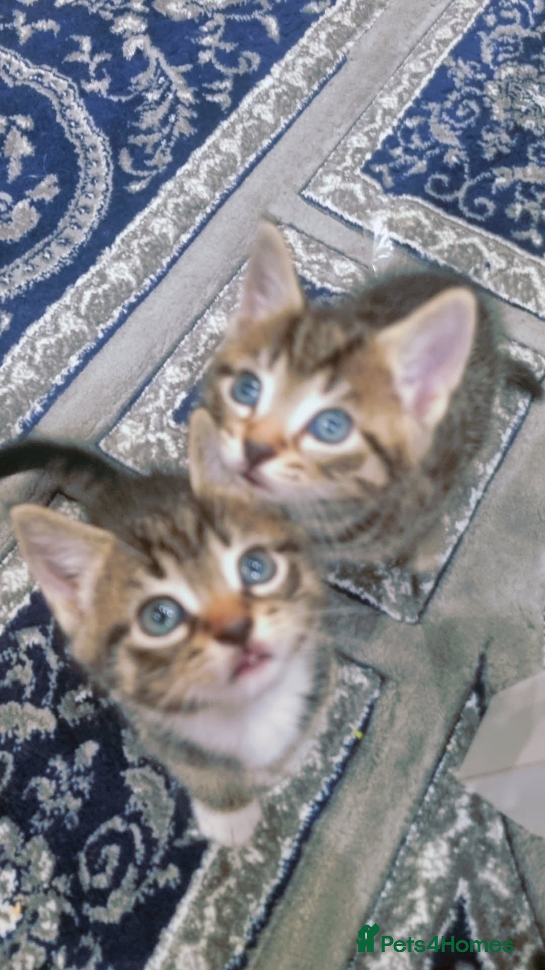 British Shorthair cats for sale:  Cat male kitten - Advert 6