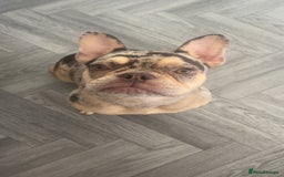 French Bulldog dogs for sale: 10 month old french bulldog female - Image 4