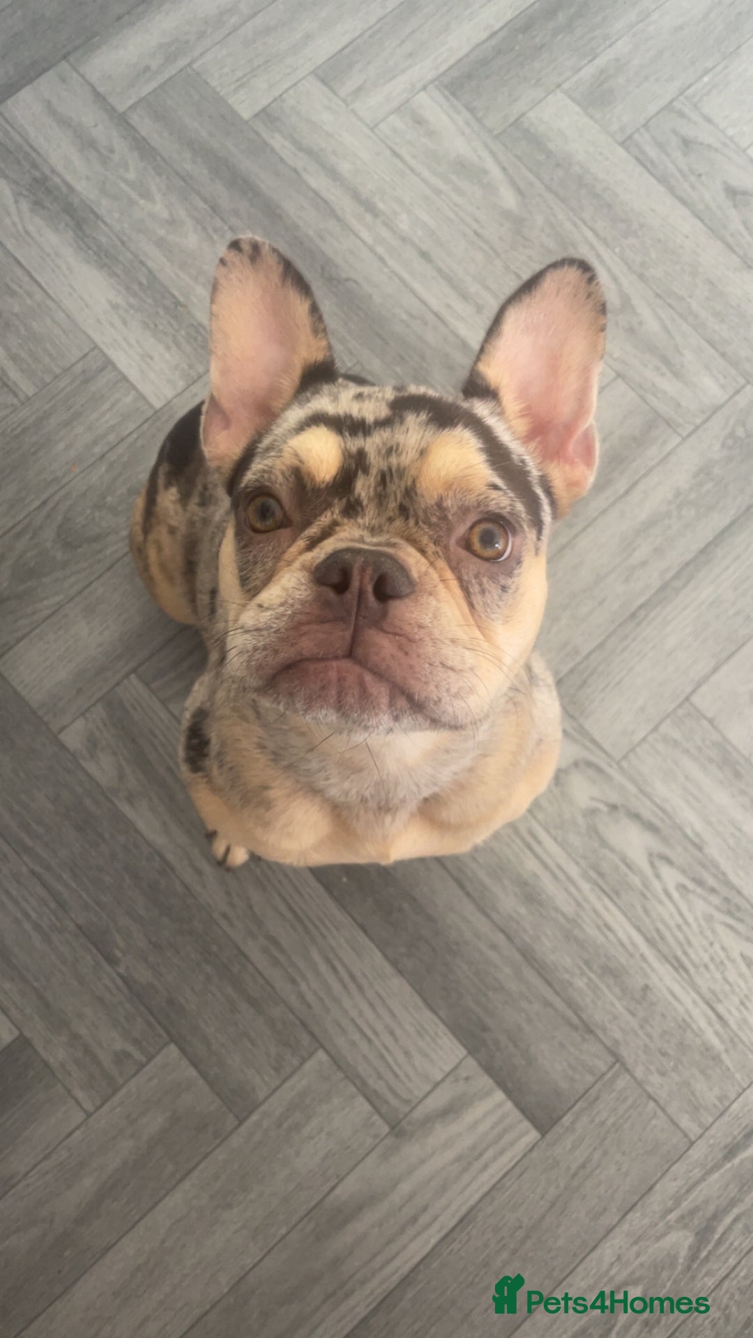 French Bulldog dogs for sale: 10 month old french bulldog female - Image 4