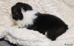 Welsh Corgi Pembroke dogs for sale: Naturally bobbed unique babies - Image 12