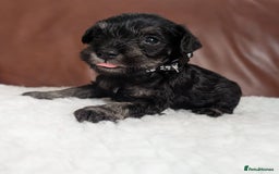 Miniature Schnauzer dogs for sale: KC reg health tested miniature schnauzer puppies  - Image 1