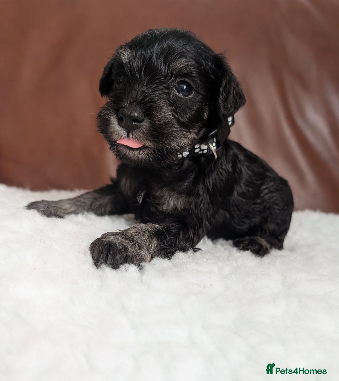 Miniature Schnauzer dogs for sale: KC reg health tested miniature schnauzer puppies  - Image 1