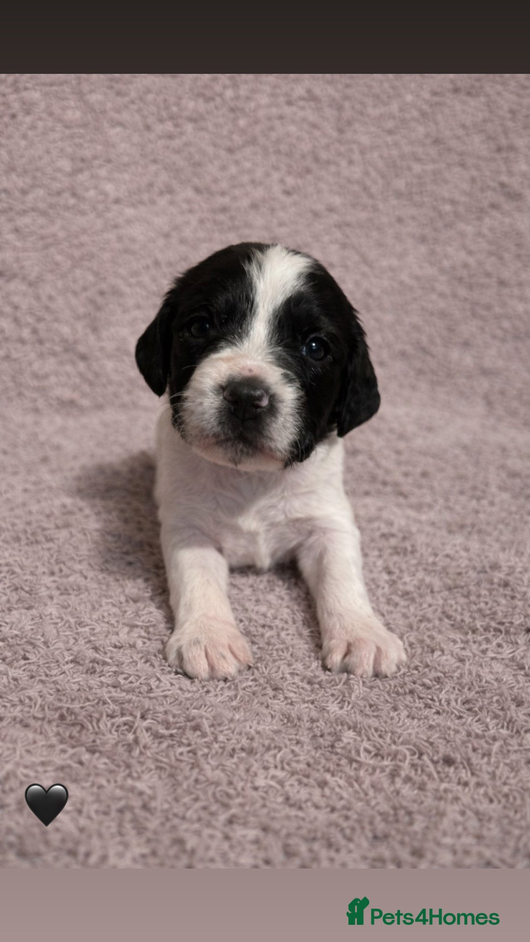 English Springer Spaniel dogs for sale: KC Registered Working Springer Spaniel Puppies  - Advert 3