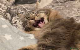 Maine Coon cats for sale: Aurora - Stunning Female Maine Coon - Image 1