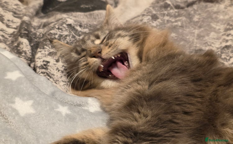 Maine Coon cats - Advert 1