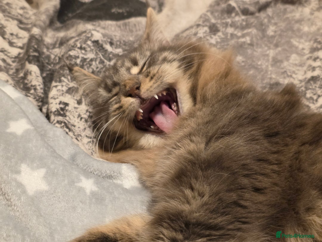 Maine Coon cats for sale: Aurora - Stunning Female Maine Coon - Image 1