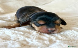 Cocker Spaniel dogs for sale: KC Reg Fully Health Tested Showline Cocker Spaniel - Image 7