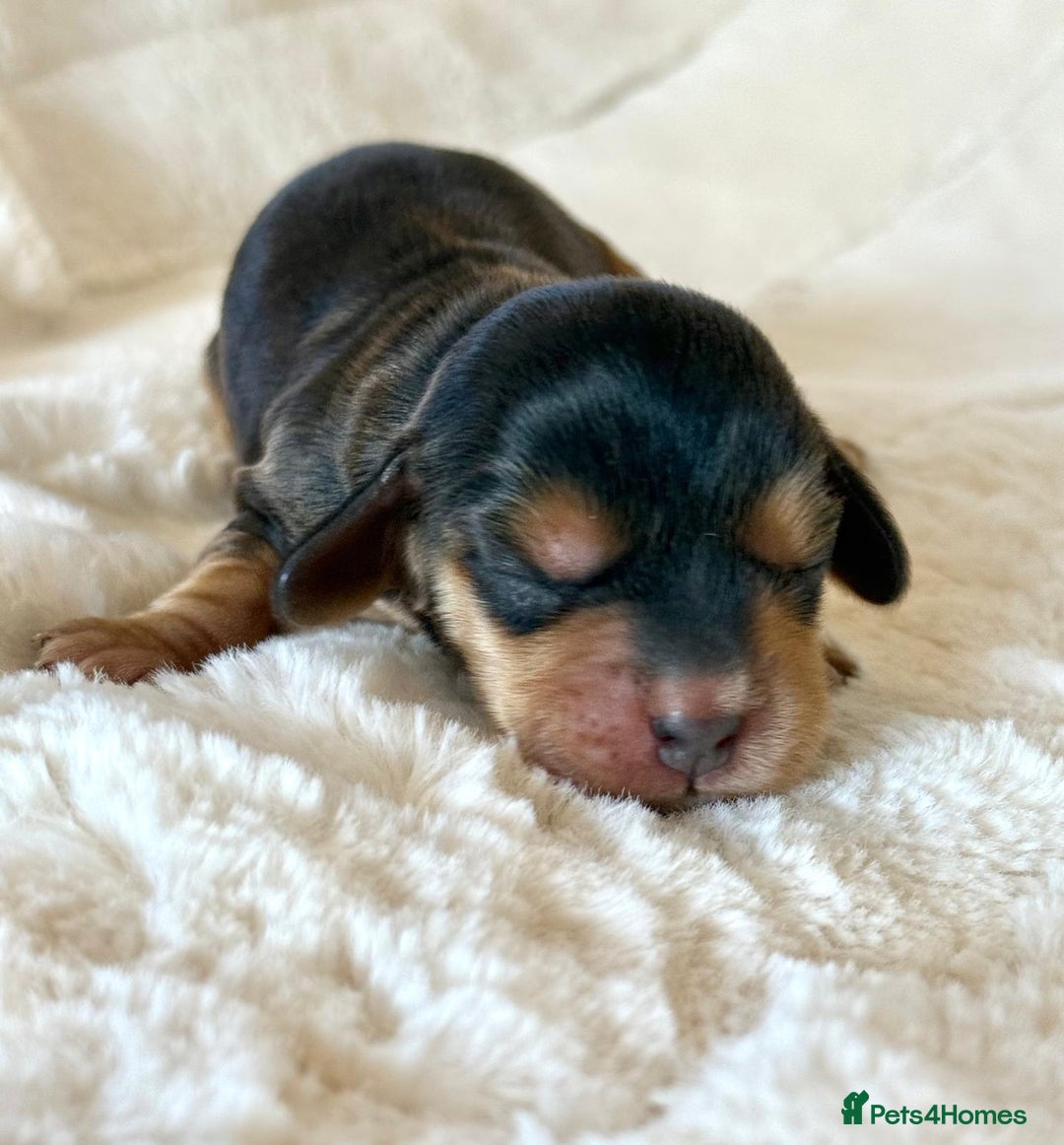 Cocker Spaniel dogs for sale: KC Reg Fully Health Tested Showline Cocker Spaniel - Image 7