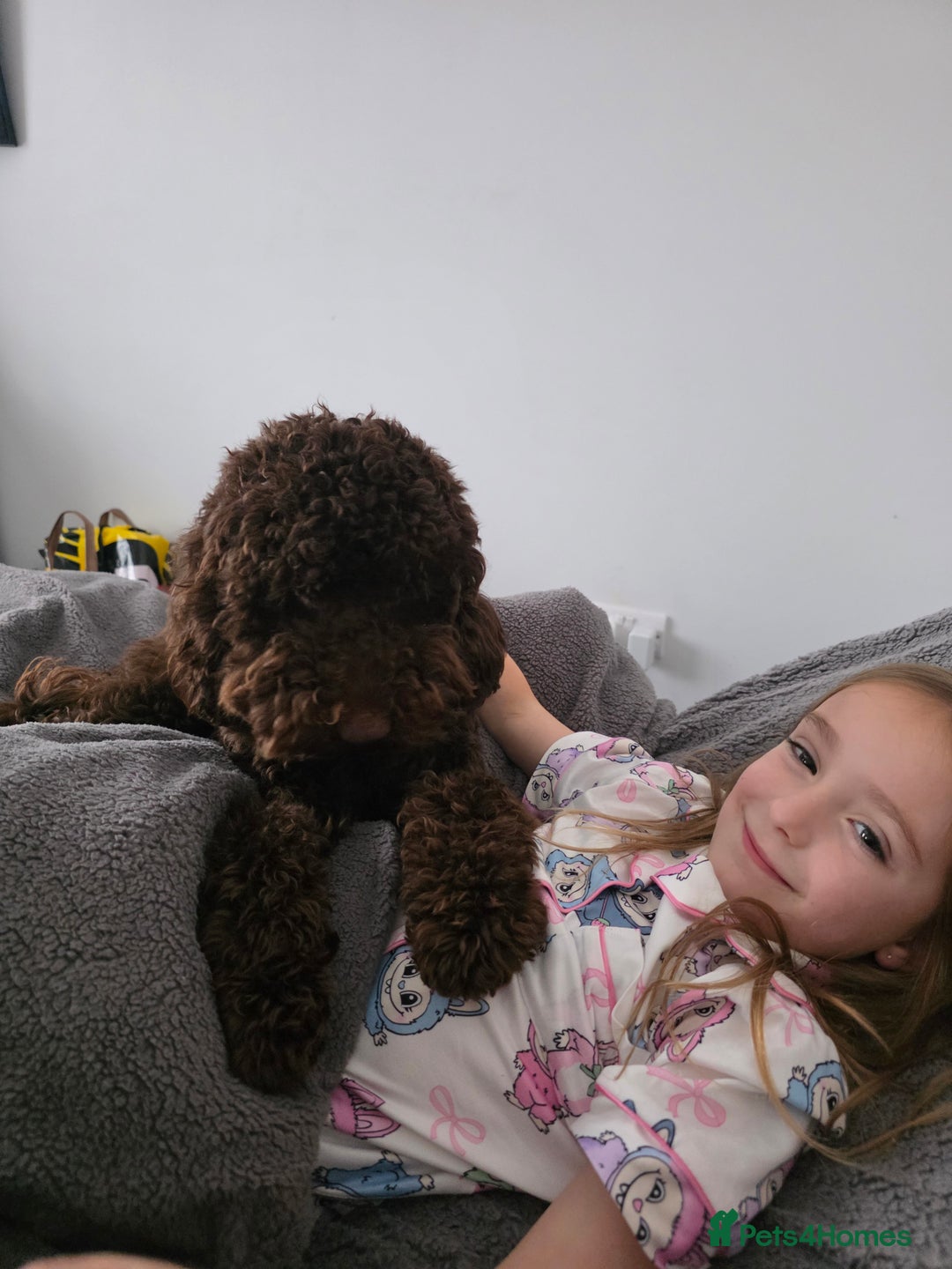 Labradoodle dogs for sale: Male minature labradoodle  - Advert 2