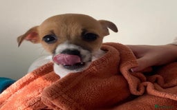 Jack Russell dogs for sale: Jack Russell pups  - Image 1