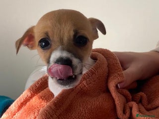 Jack Russell dogs for sale - Advert 1